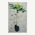 POKOK RAMBUTAN JARUM MAS. 