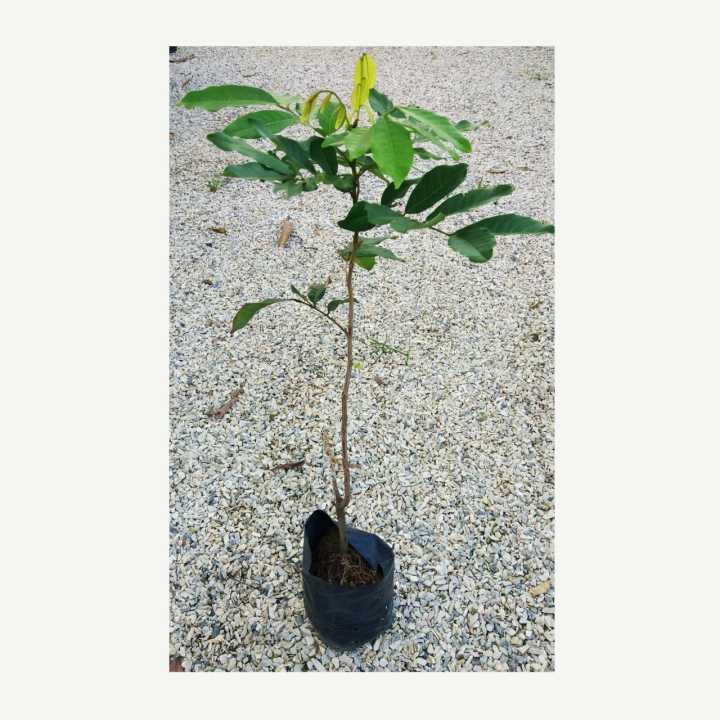 POKOK%20RAMBUTAN%20JARUM%20MAS%20-%20Image%204