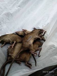 Racun Obat Pembasmi Pengusir Tikus Super Paling Ampuh Mati Di Tempat Asli Original Dosis Tinggi Mao Wang