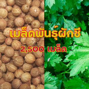 **สุดคุ้ม เมล็ดพันธุ์ผักชี ผักชี เมล็ดพันธุ์ผัก เมล็ดพันธ์ุผักสวนครัว ผัก เมล็ดพันธุ์ ขนาดบรรจุ 2000-2500 เมล็ด++