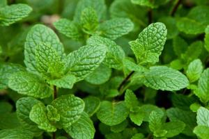 Amefurashi 100 Bibit / Benih Herb Mint Spearmint Cocok Untuk Dijadikan Teh