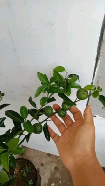 Buyer review video 4