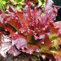 LETTUCE SEED VARIETY/GREEN RAPID/ROMAINE/ICEBERG/MIA RED/AVA RED/KAYLA RED/BLACK ROSE/ HIGH QUALITY SEEDS/HIGHER GERMINATION RATE. 