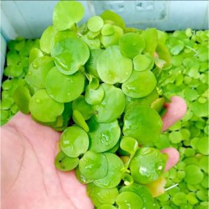 Combo 100 Nhánh Bèo Nhật Thủy Sinh Dễ Nuôi Lọc Nước