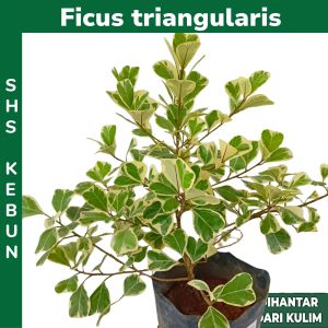 Pokok Ficus Triangularis Variegata Live Plant Variegated Mas Cotek Batik Pokok Hidup Hiasan Rumah Indoor Plant SHS KEBUN
