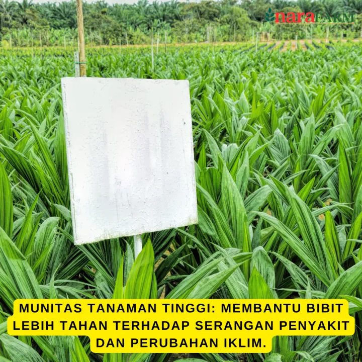 Pupuk%20daun%20untuk%20bibit%20sawit,Pupuk%20semai%20bibit%20sawit,Pupuk%20bibit%20sawit,Pupuk%20cair%20untuk%20bibit%20sawit%20-%20Image%208