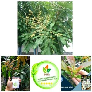 pupuk agropupuk perangsang tanaman buahpupuk pelebat buahpupuk segala macam buahpupuk mempercepat tanaman berbuahpupuk boosterpupuk pembungaanpupuk buah lebatpupuk buahpupuk booster kelengkengbooster manggabooster jerukbooster anggur