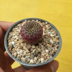 ต้นไม้อวบน้ำ ซัลคอรีบูเทีย สตอเบอรี่ แคคตัส Sulcorebutia rauschii cactus #succulent #Sulcorebutia rauschii #cactus