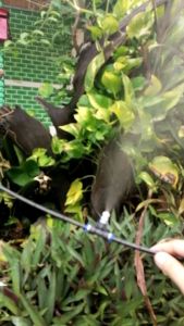 สายยาง pu แบ่งขายเมตรละ10บาท ขนาด 4 6mm ใช้เป็นสายชุดพ่นหมอก หรือเป็นสายลม