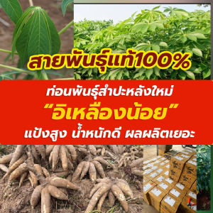 พันธุ์อิเหลืองน้อยยอดนิยม 💥ท่อนพันธุ์มัน 1 ลัง 100 ท่อน ยาว 20 ซม. หัวดก หัวใหญ่เต็มกอ