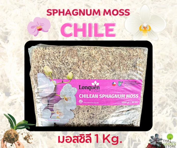 สแฟกนั่มมอสชิลี 1 kg. คุณภาพสูงสำหรับปรับปรุงดินและปลูกต้นไม้