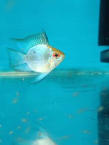 Paracheirodon Innesi Short Body Ikan  蓝波子鱼 Ready Stock