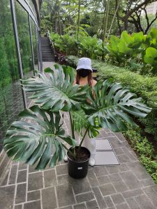 [Wholesale] Monstera - Deliciosa - Free Shipping! **READ DESCRIPTION** [REAL PLANT] #supportlocal