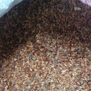 250 gram hạt giống bằng lăng tím