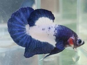 Marble Bluerim Betta Fish for Aquarium Decoration