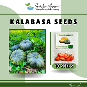 SULIT PACK! KALABASA (10 SEEDS) - ROSALINDA F1 VARIETY/ EASY TO GROW/ MORE HARVEST/ MORE INCOME