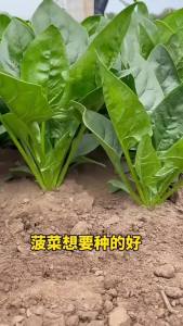 Large-leaf spinach is an easy-to-grow all-season vegetable disease-resistant heat-tolerant cold-resistant and suitable for overwintering