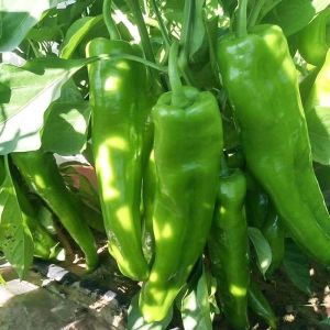 (100 Seeds) Big Sili Panigang/Green Hot Horn Pepper/Green Chilli Vegetable Seeds Planting