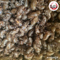 คราบจักจั่น (กิมเซี้ยง) 蝉蜕 ขนาด 1 กิโลกรัม. 