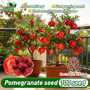 [Selected Seeds] 50pcs/pack Fresh Pomegranate Seeds Bonsai Fruit Seeds for Planting & Gardening Red Pomegranate Seeds Dwarf Pomegranate Live Plant Seeds Rare Fruit Tree Seedlings Balcony Potted Fruit Plants for Sale Real Plants Easy To Grow In Philippines