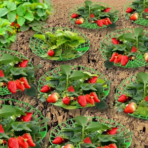 Khay đỡ trồng cây dâu tây rau diếp không chạm đất trồng rau thân mềm sạch cát