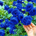 100seeds Climbing Rose Flower Seeds for Planting Flowers Potted Flowering Rose Plants Seeds Gardening Climbing Plants Balcony Ornamental Plants Real Plants Live Plants for Sale Fast Growing Flowers Seeds Vegetable Seeds Home Garden Decor. 