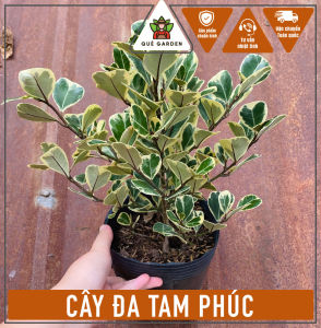 Cây Đa Tam Phúc - Hai kích cỡ lớn nhỏ - Cây mang phong thủy tốt!