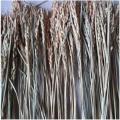Bông lúa khô trang trí 1 bó 50 nhánh hạt lúa nguyên thủy GG123. 