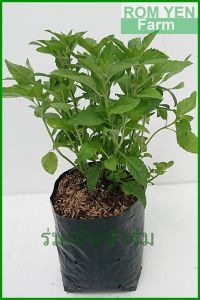 ต้นมิ้น ในถุงดำ 5.5 นิ้ว มิ้น ต้นเปเปอมิ้น ต้นเปปเปอร์มิ้น เปเปอมิ้น เปปเปอร์มิ้น