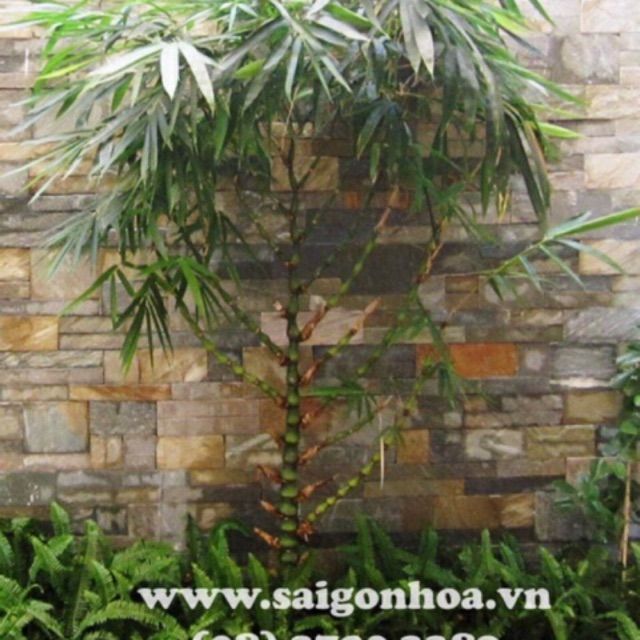 Cây trúc Phật bà (trúc quan âm) | Lazada.vn