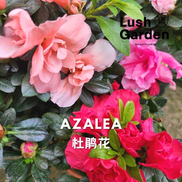 Azalea / Rhododendron 杜鹃花 CNY Chinese New Year Flower Live Plant Pokok