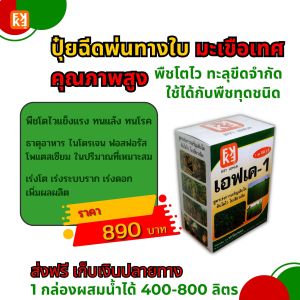 มะเขือเทศ โตไว ใบเขียว ผลใหญ่ ผลผลิตดี ฉีดพ่นปุ๋ย FK-1 ต้นทุนต่อไร่ถูกกว่าปุ๋ยเม็ด 4เท่า เพิ่มผลผลิตสูงสุด 20เปอร์เซ็นต์