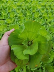 Combo 4 cây bèo Tai Tượng  rễ dài thủy sinh lọc nước nuôi cá khỏe