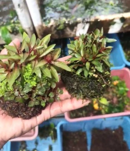 Wabikusa Ball / Wabikusa on Rocks [Plug and play planted ball for your aquascape] Aquatic Plants Aquarium Plants Live Water Plants Aquarium Decor Aquarium Accesories AquascapeBy:Gwens Aquakitz