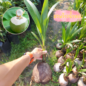 ต้นมะพร้าวน้ำหอม  ต้นเตี้ย ติดผลเร็ว 2-3 ปีเริ่มติดผล ติดผลดก  เนื้อหนาน้ำหอมหวาน  ปลูกง่าย โตเร็วทนแล้ง ต้นพร้อมปลูก