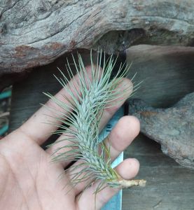 Tillandsia Funkiana x Recurvifolia (about 8CM) - mature plant