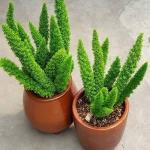 Bibit Tanaman Hias Cemara Ekor Tupai Super