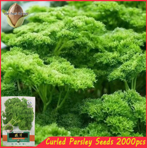 2000SEEDS/PACK-ITALIAN CURLED PARSLEY SEEDS  -MOSS CURLED VARIETY-A669