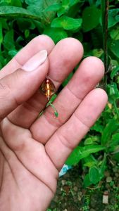 Rayap Lure umpan mancing sungai dan parit 2 cm kail akitakitsune