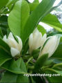 CÂY HOA NGỌC LAN TRẮNG, CÂY ĐANG NỤ, CAO TRÊN 80CM. 