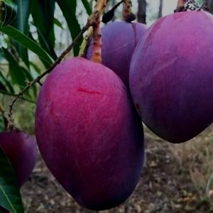 Bibit mangga super lengkap garansi valid bisa COD