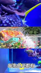 GREATLH Jebao Smart Bluetooth WiFi App Control Aquarium Wave Pump DMP10/20/30/40/80M Aquarium Coral Wavemaker Pump Fish Tank Water Pumps