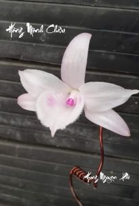 Cốc Lan Phi Điệp 5CT Hồng Minh Châu- hàng gieo hạt