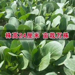 May Slow Bok Choy April Slow Vegetables Shanghai Green Comprehensive Four-Season Vegetable Selection