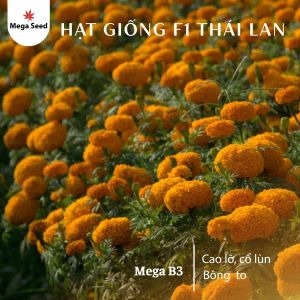 Hạt giống hoa vạn thọ B3 – Màu cam đỏ đẹp cây khỏe dễ trồng tỷ lệ nảy mầm cao gói 20 hạt