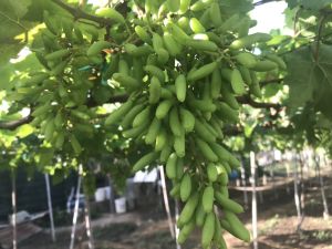 Cây giống nho ngón tay đen Úc trái dài leo giàn trồng chậu thùng xốp sân thượng ND08