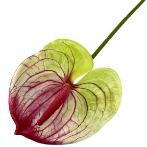 OKDEALS Multicolor Artificial Small Anthurium Soft Rubber 60cm Fake Flower Creative Real Touch Faux Red Palm Home Decoration