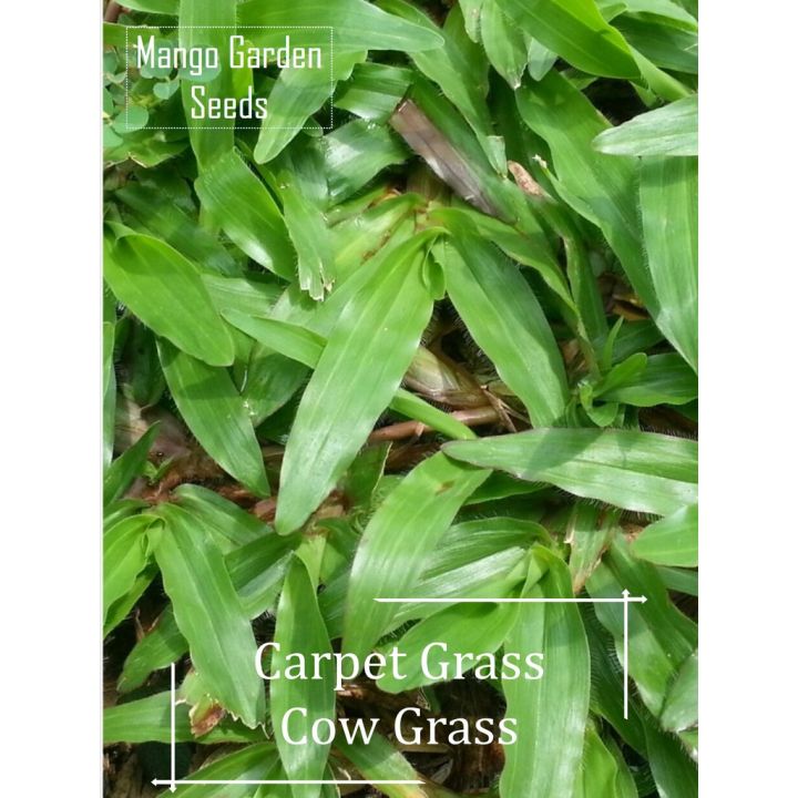 Cow Grass Seeds -Seed Benih Rumput Seeds, - Mango Garden | Lazada PH