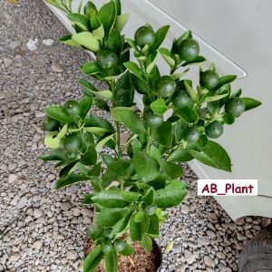 Bibit Jeruk Santang Madu Asli Kondisi Berbuah Lebat Super