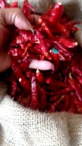 MURAH cabe rawit caplak teja kering tanpa tangkai super pedas cocok buat bumbu maknan pedas